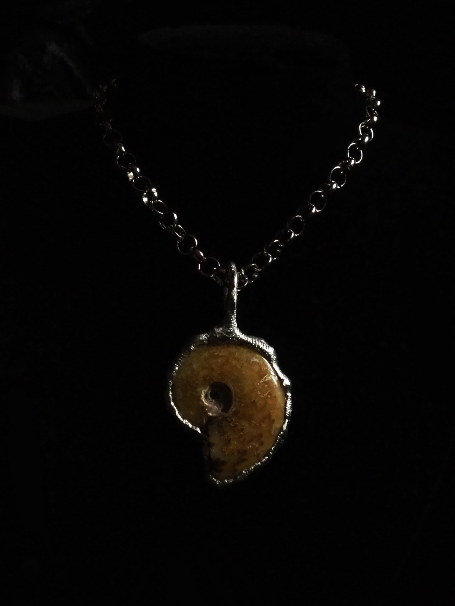 AMMONITE