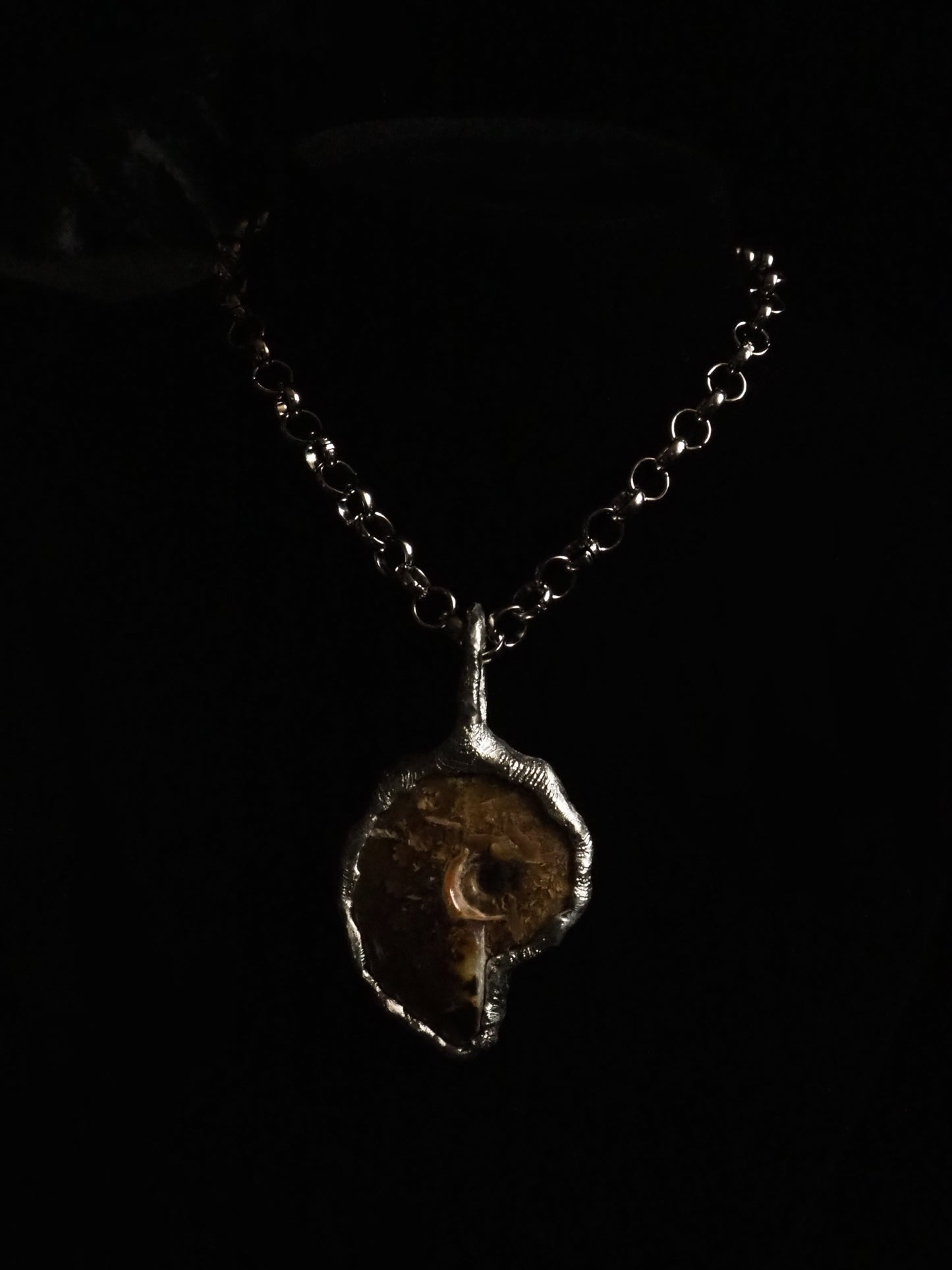 AMMONITE
